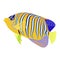 Emperor angelfish Pomacanthus imperator on white, sea animal wildlife character. Nature underwater, marine wild