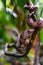 Emperor boa Boa constrictor imperator hanging in a tree, Tortuguero,