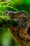 Emperor boa Boa constrictor imperator hanging in a tree, Tortuguero,