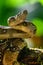 Emperor boa Boa constrictor imperator hanging in a tree, Tortuguero,