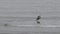 Emperor Cormorant Feeding Chick in Slow Motion Underwater