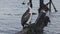 Emperor Cormorant Overlooking Water from Ancient Wooden Pier