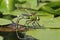 Emperor Dragonfly