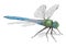 Emperor dragonfly