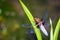 Emperor Dragonfly or Anax imperator sitting on green leaf