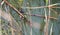 An Emperor Dragonfly lays its eggs on reedy grasses in Combe Valley, East Sussex, England