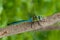 Emperor Dragonfly (male)