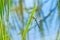 The emperor dragonfly, male