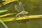 Emperor Dragonfly and reflection