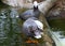 Emperor Goose, (Anser canagicus) Geese