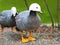 Emperor Goose, (Anser canagicus) Geese