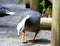Emperor Goose, (Anser canagicus) Geese