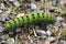 Emperor moth caterpillar