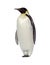 Emperor Penguin