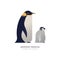 Emperor penguin animal cartoon isolated with baby