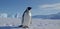 Emperor Penguin in Antarctica