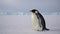 Emperor Penguin in Antarctica