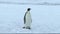 Emperor penguin on Antarctica