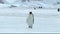 Emperor penguin on Antarctica