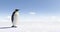 Emperor Penguin in Antarctica