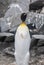 Emperor penguin,Aptenodytes forsteri,