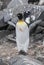 Emperor penguin,Aptenodytes forsteri, i