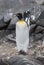 Emperor penguin,Aptenodytes forsteri, in Port Lockroy,