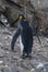 Emperor penguin,Aptenodytes forsteri, in Port Lockroy,