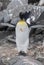 Emperor penguin,Aptenodytes forsteri, in Port Lockroy,