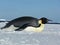 Emperor Penguin Aptenodytes forsteri in the Ross Sea Antarctica