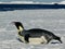Emperor Penguin Aptenodytes forsteri in the Ross Sea Antarctica