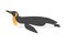 Emperor Penguin as Aquatic Flightless Bird with Flippers for Swimming in Lying Pose Vector Illustration