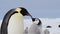 Emperor Penguin with chick in Antarctica