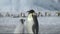 Emperor penguin chick asking for food