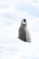 Emperor Penguin chick on ice