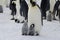 Emperor Penguin chicks and parent