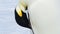 Emperor Penguin close up in Antarctica