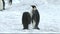 Emperor penguin couple