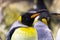 Emperor Penguin, Head and Shoulders