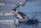 Emperor Penguin leaping our onto the sea ice pack, Weddell Sea, Antarctica