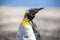 Emperor penguin in molting-2