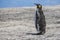 Emperor penguin in molting