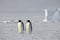 Emperor penguin pair