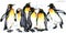 Emperor penguin set watercolor illustration