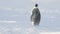 Emperor Penguin on the snow in Antarctica