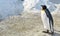 Emperor penguin standing on ground with snow background