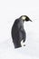 An emperor penguin standing up