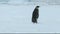 Emperor penguin walking