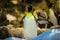 Emperor penguin wishes to fly in the zoo in Tenerife, Spain