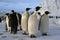 Emperor penguins